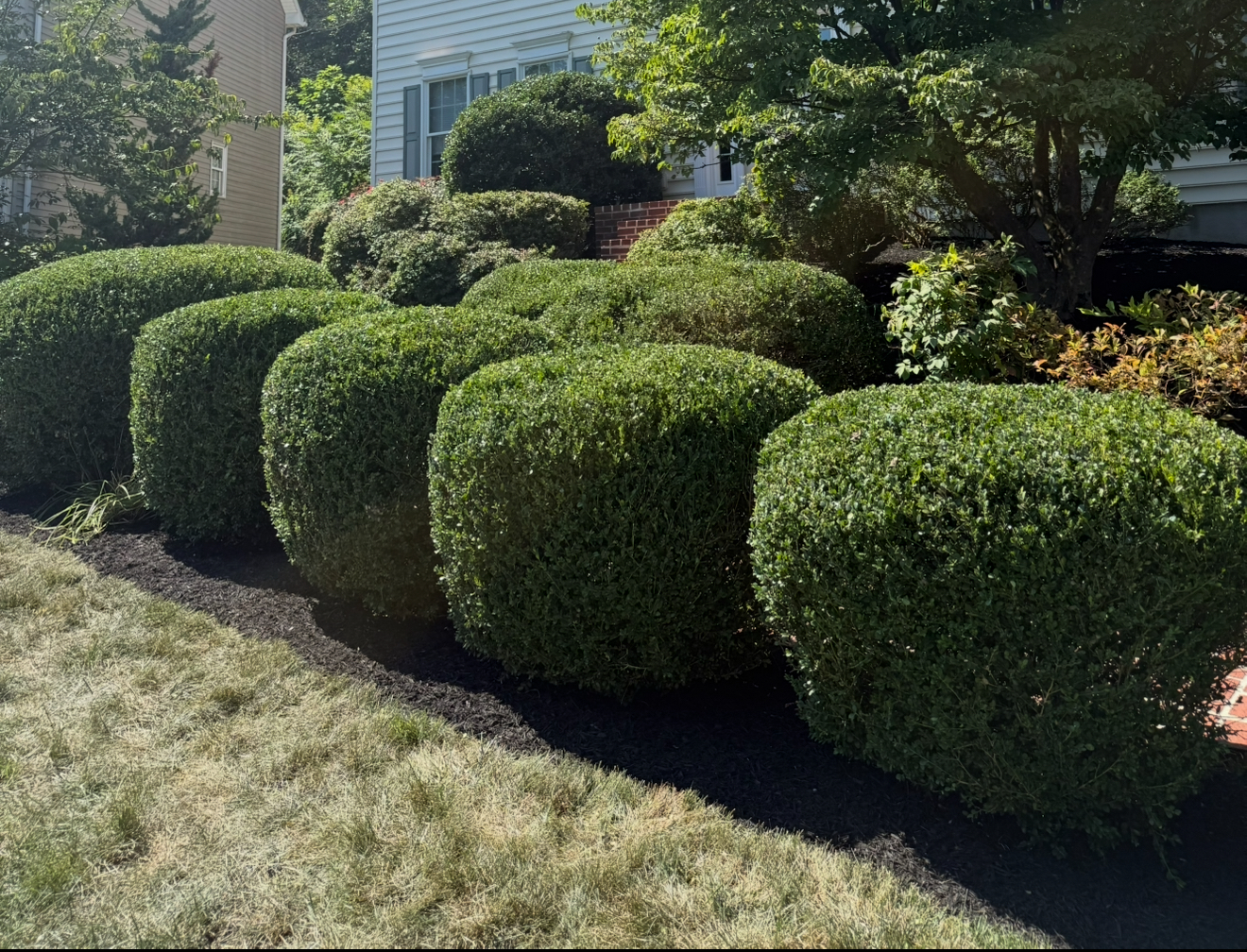 Tree & Shrub Care